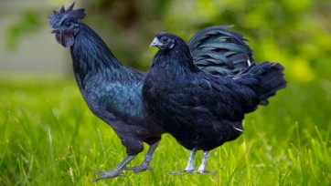 Black Chicken